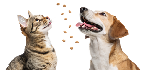 Ultra realistic cat and dog together, medium close-up, both animals with open mouths and tongues visible, playful excited expressions, trying to catch falling pet food, mix of dog and cat kibble piece