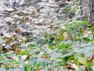 Die farben der Natur im Herbst