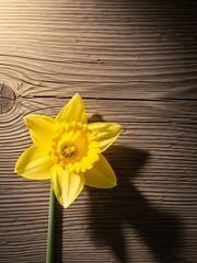 Yellow daffodil flower on wooden surface with natural light and shadows