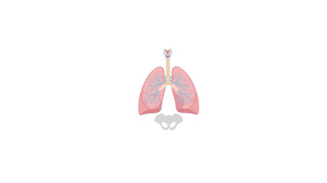 Animated vector illustration of human lungs, ideal for educational, health, or medical explainer content
