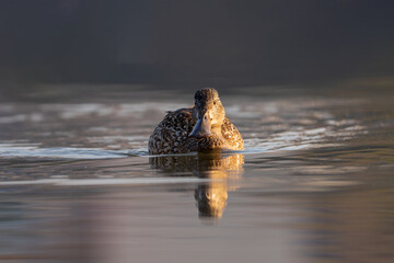 Female Northern Shoveler floats on calm water, showcasing mottled brown plumage, a broad spatula-shaped bill, and delicate ripples around her in a serene natural setting.