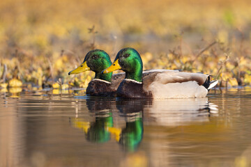 Mallard duck glides gracefully across a calm lake, vibrant green head reflecting sunlight, surrounded by gentle ripples and serene water scenery.