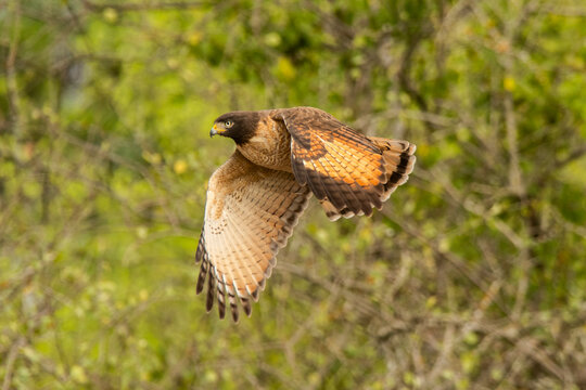 Roadside hawk  perched ,Rupornis magnirostris, La Pampa Province, Patagonia, Argentina.
