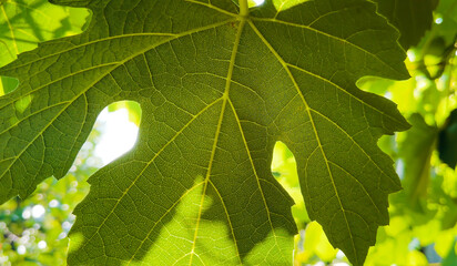 Warm sun light through big green leaves, natural foliage closeup