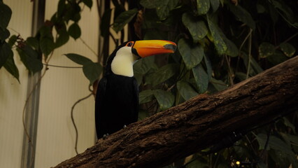 Toucan in the tree © Joep