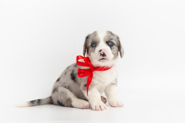 marble blue eyes Welsh Corgi Cardigan cute fluffy dog puppy. funny happy animals on white background with copy space. dog with red ribbon bow on his neck.