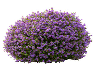 Obraz premium Rounded garden bush covered in tiny purple flowers isolated on transparent background. 