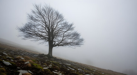 A lone, leafless tree stands on a hillside, shrouded in dense fog. The barren branches reach upwards, contrasting against the grey sky