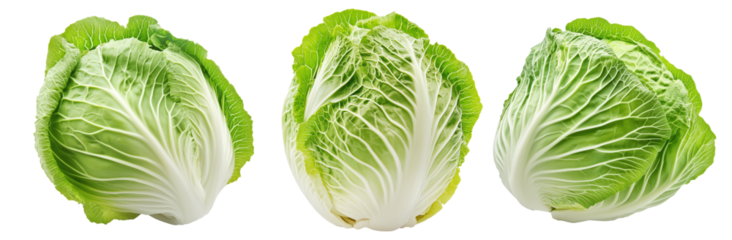 Whole green savoy cabbage with textured crinkled leaves isolated on transparent background.