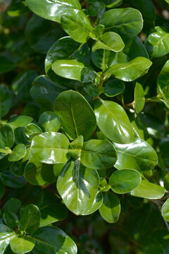 Mirror Bush leaves - Latin name - Coprosma repens