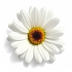 Single daisy bloom isolated on white background. Close-up nature photography