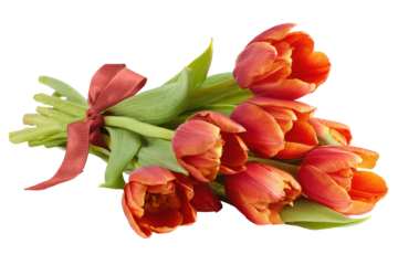 Bouquet of fresh tulips tied with a ribbon and green stems isolated on transparent background.
