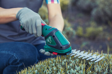 gardener trimming bush with electric shears in garden