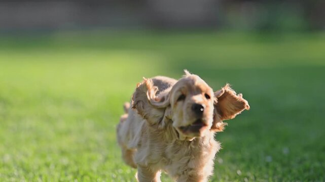 Adorable black and ginger spaniel puppies having fun outdoors, warm light, 4K slow motion