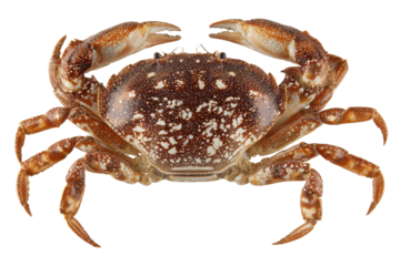 Detailed brown crab with textured shell and spread legs isolated on transparent background.
