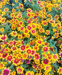 colorful autumn leaves