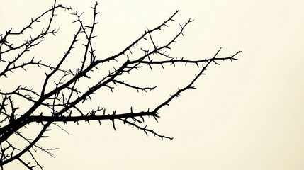 Bare branches of a dead tree silhouetted against a pale sky