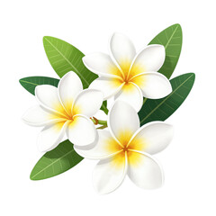 Fototapeta premium Two White Frangipani Flowers With Green Leaves