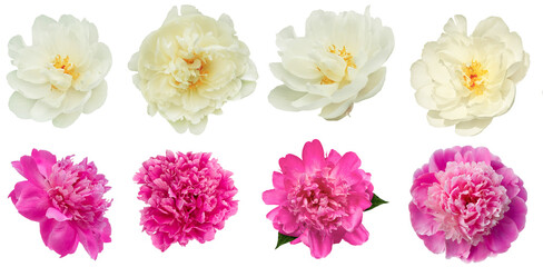A set of white, pink, red peonies. different varieties and sizes of flowers