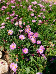 flowers in the garden
