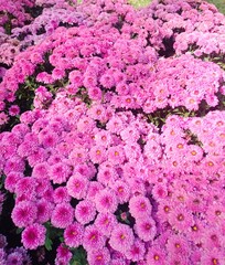 Pink Chrysanthemum 
