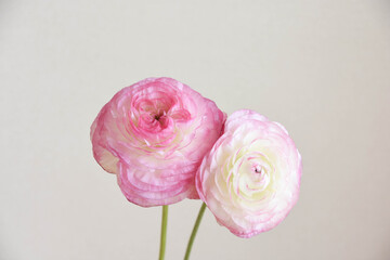 ピンクのラナンキュラス