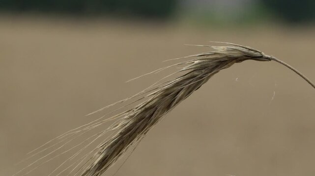 Rye drooping under the weight of the kernels
