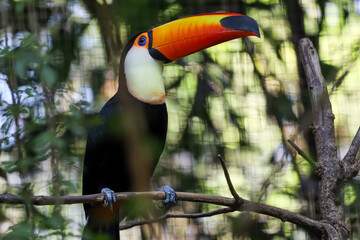 The toco toucan bird on the wood tree