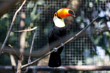 The toco toucan bird on the wood tree