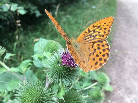 Papillon sur chardon lorrain