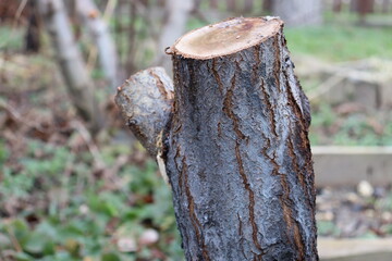 A cut apricot tree trunk. Garden cleaning. Pests.