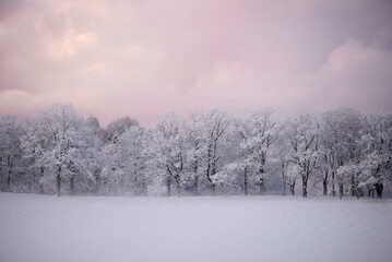 Snow Covered Oak Trees In Open Field