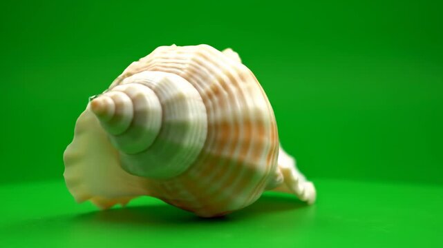Highly detailed close-up shot of a perfect spiral conch seashell rotating slowly on a bright solid green screen ready for keying and visual effects compositing spin, screen, VFX