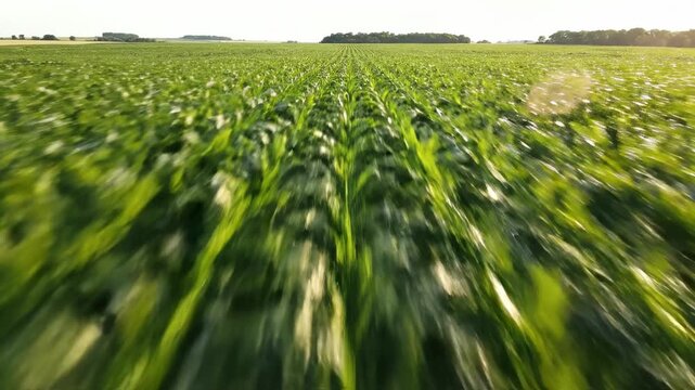 Highly detailed close aerial shot descending slowly over perfectly aligned parallel rows of green agricultural crops stretching into the distance aerial, ecology, farming
