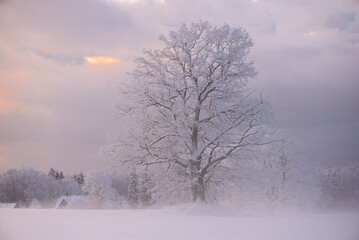 Majestic Winter Oak Emerging From Soft Snow Mist