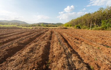 Overview of furrowed rows of soil in a plowed field, prepared land for crop cultivation. Freshly plowed earth. Organic compost mixed into farm soil. Fertile soil. Groundwork and soil for cultivation.