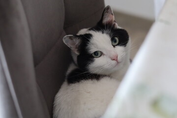 Portrait chat mignon noir et blanc avec les yeux verts à la maison