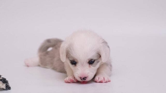 small cute funny clumsy marble welsh corgi cardigan puppy crawling and trying to learn to walk on white background in studio. funny animals domestic pets. 4K.