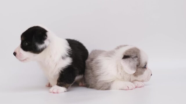 two little cute marble welsh corgi cardigan puppies kissing, biting and lick each other. group dogs playing together isolated on white background. love and kiss dog. funny pets concept. 4K