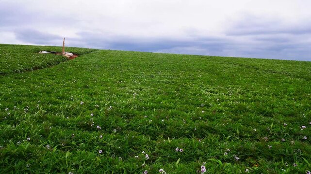 Lush green sweet potato fields with blooming flowers stretch across the hills under a clear sky, swaying as the wind blows through them