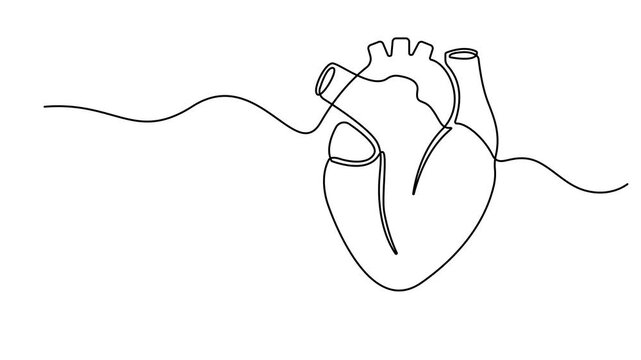 Human heart, animated self drawing of single continuous line, continuous contour movement, Animation video drawing, Human heart with blood vessels one line art, Full length 4K video
