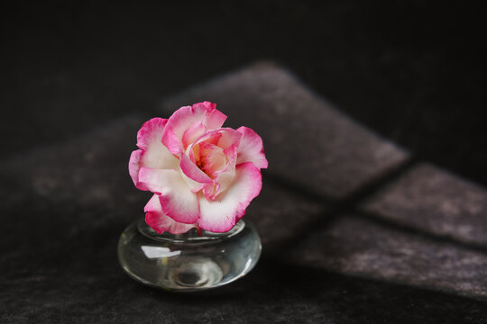 Single delicate pink rose in small glass vase against dark textured background with soft light
