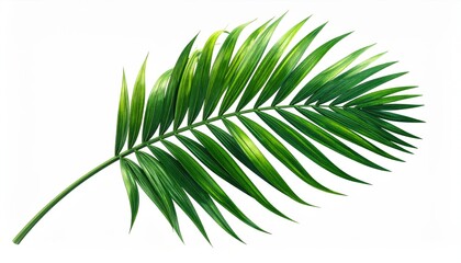 Fototapeta premium A detailed image of a vibrant green palm leaf isolated on a white background, highlighting its tropical and botanical appeal.
