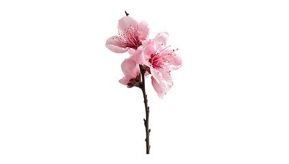 Delicate cluster of pink blossoms gracefully emerges from a slender, dark stem