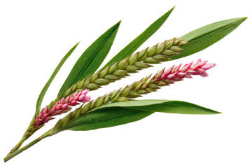 Close-up of green leaves with stalks bearing seed heads and pink, fluffy flowers