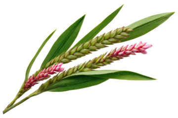 Close-up of green leaves with stalks bearing seed heads and pink, fluffy flowers