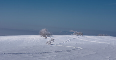skiing in the mountains
