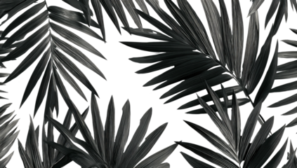A grayscale botanical display featuring overlapping palm leaves on a dark background