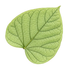 Obraz premium Close-up of a light green leaf with intricate vein patterns isolated on a transparent background texture
