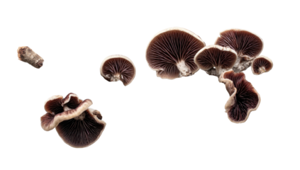 Close-up of various small, dark-brown gilled fungi, detached against a black background